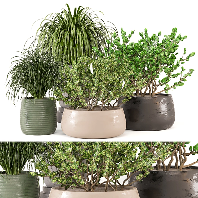 3D Indoor Plants Collection 485 3D model image 1