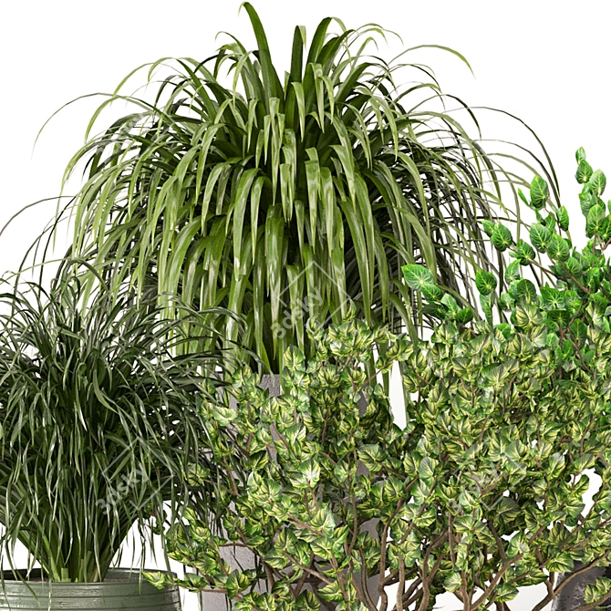 3D Indoor Plants Collection 485 3D model image 5