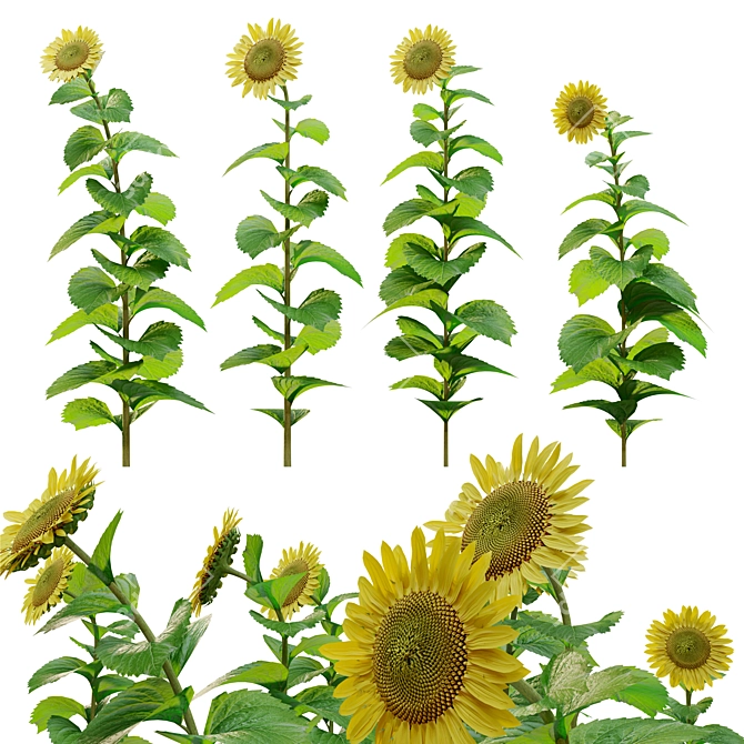 Tall Sunflower Plant Set 3D model image 1