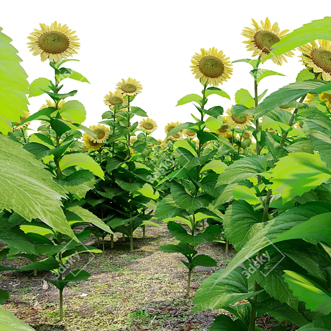 Tall Sunflower Plant Set 3D model image 2