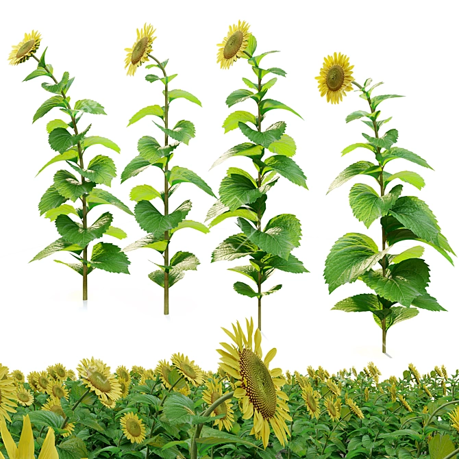 Tall Sunflower Plant Set 3D model image 3