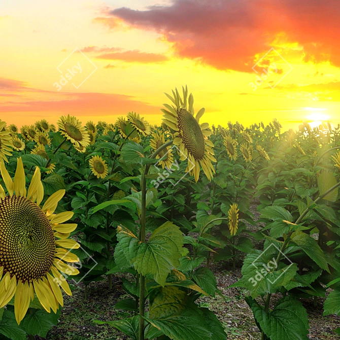 Tall Sunflower Plant Set 3D model image 4