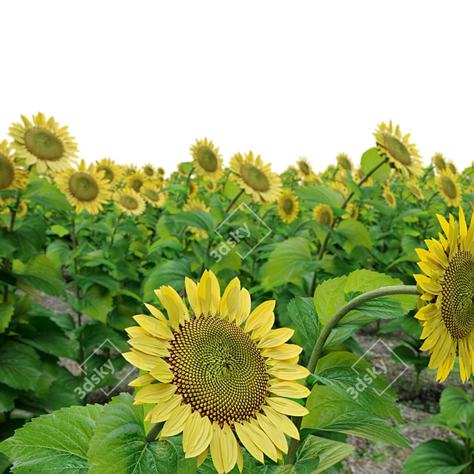 Tall Sunflower Plant Set 3D model image 5