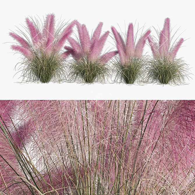 Pink Muhly Grass 3D Model 3D model image 1