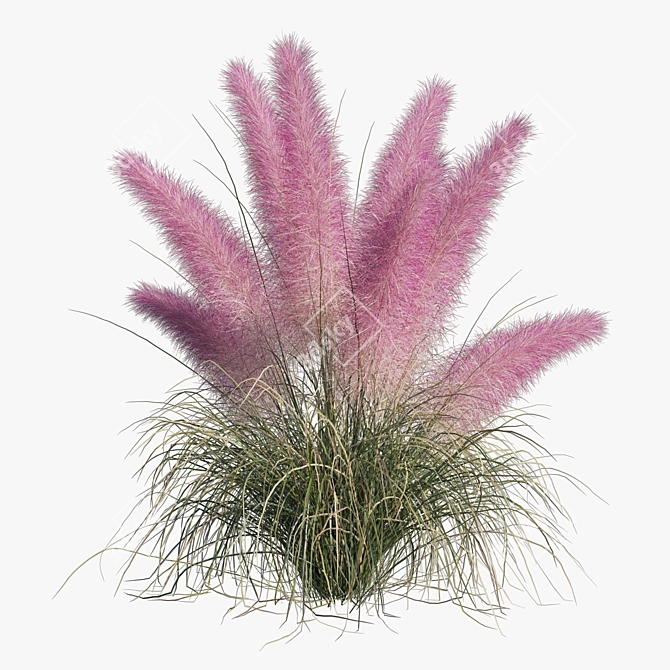 Pink Muhly Grass 3D Model 3D model image 5