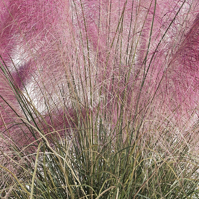 Pink Muhly Grass 3D Model 3D model image 6