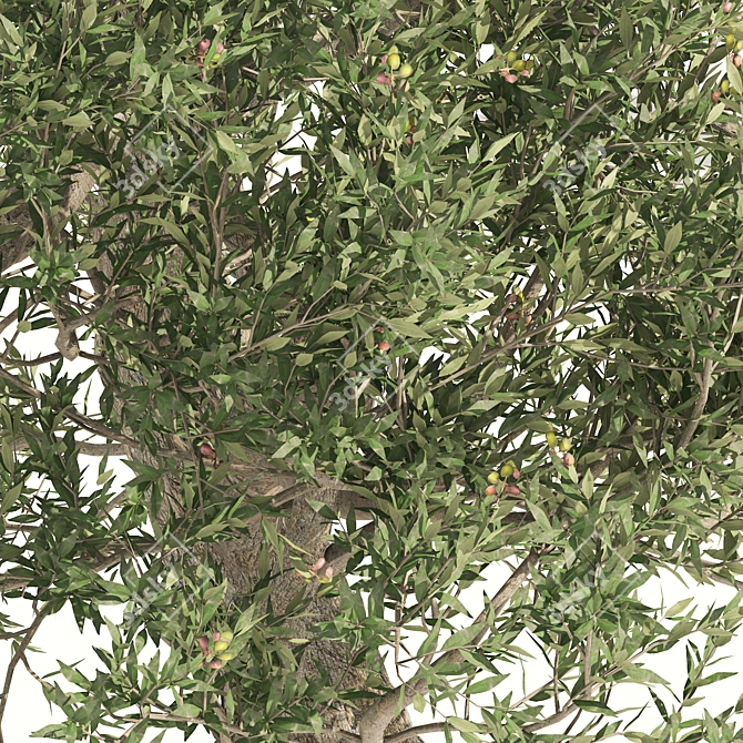 Mediterranean Olive Trees 3D Model 3D model image 2