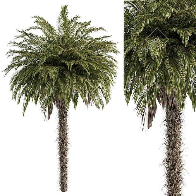 Tropical Palm Tree Set 92 3D model image 2