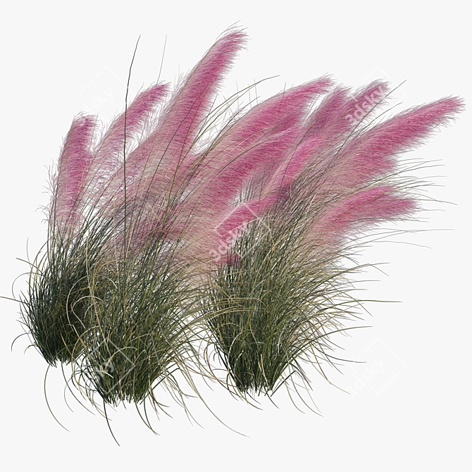 Pink Muhly Grass 3D Model 3D model image 1