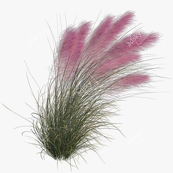 Pink Muhly Grass 3D Model 3D model image 4