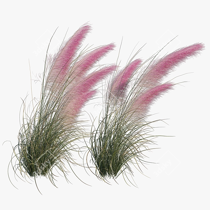 Pink Muhly Grass 3D Model 3D model image 5