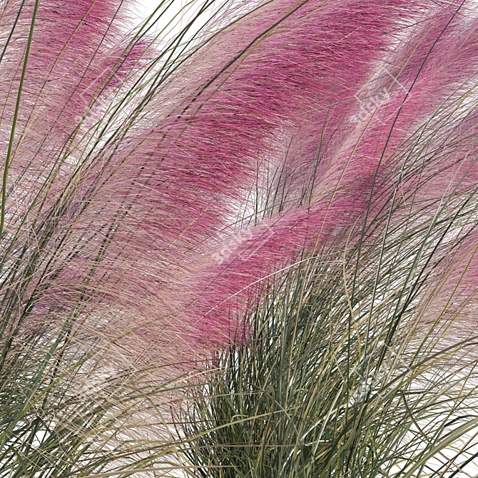 Pink Muhly Grass 3D Model 3D model image 8