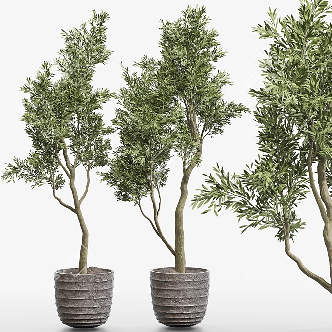 2015 Olive Plant 3D Model 3D model image 1