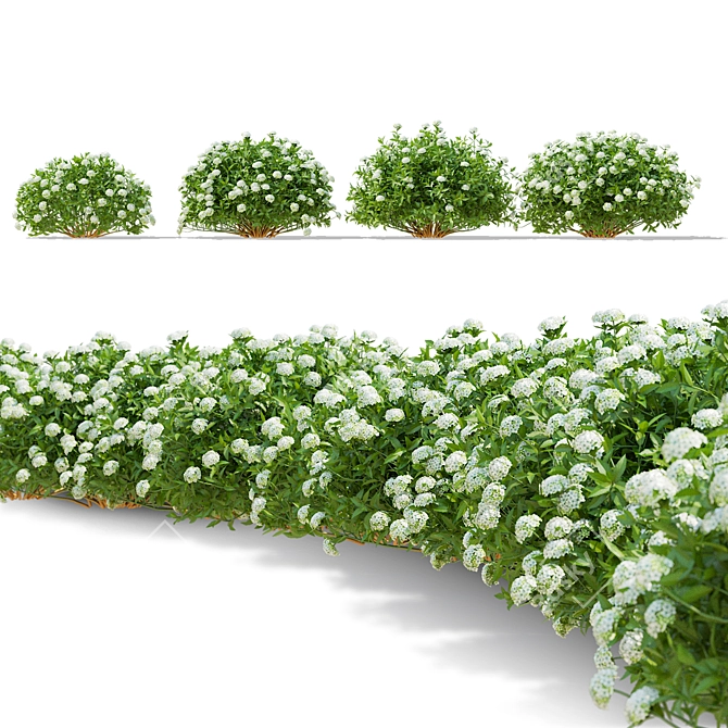 Spiraea Japonica Albiflora Plant Collection 3D model image 2