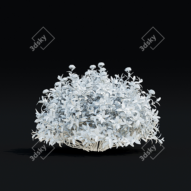 Spiraea Japonica Albiflora Plant Collection 3D model image 6