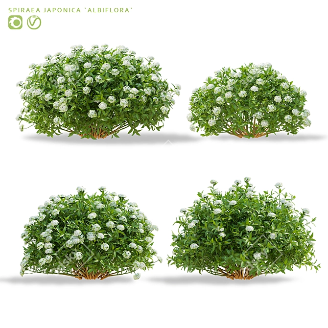 Spiraea Japonica Albiflora Plant Collection 3D model image 8