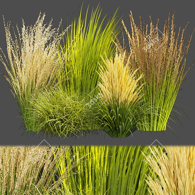 Outdoor Switchgrass Northwind 3D Model 3D model image 1