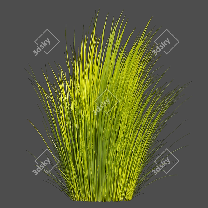 Outdoor Switchgrass Northwind 3D Model 3D model image 2