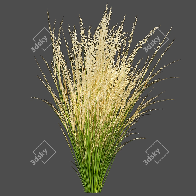 Outdoor Switchgrass Northwind 3D Model 3D model image 3