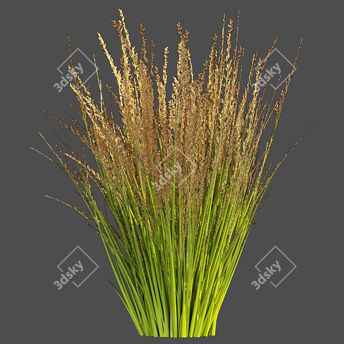 Outdoor Switchgrass Northwind 3D Model 3D model image 4