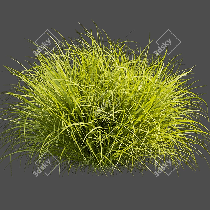 Outdoor Switchgrass Northwind 3D Model 3D model image 5