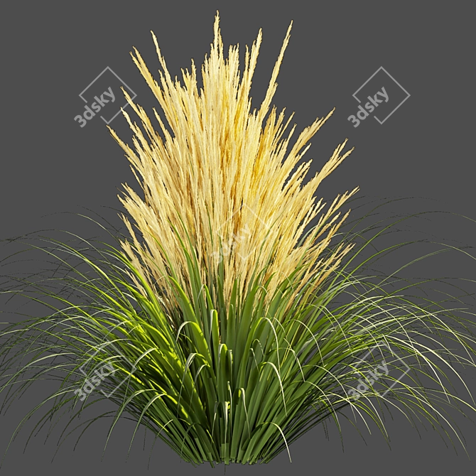 Outdoor Switchgrass Northwind 3D Model 3D model image 6