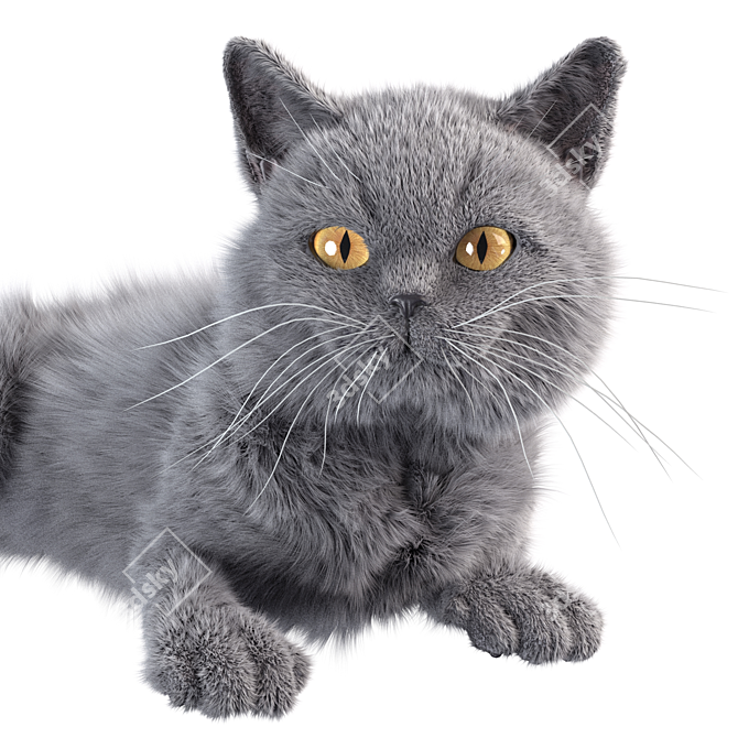 Sleek Gray Cat 4K Texture 3D model image 2