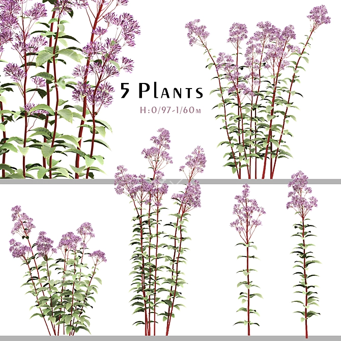 Joe Pye Weed Plants Set 3D model image 1