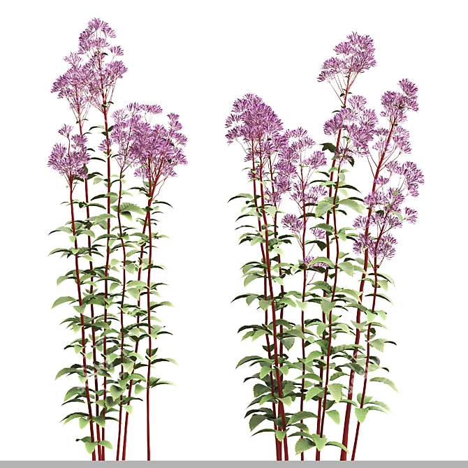 Joe Pye Weed Plants Set 3D model image 2