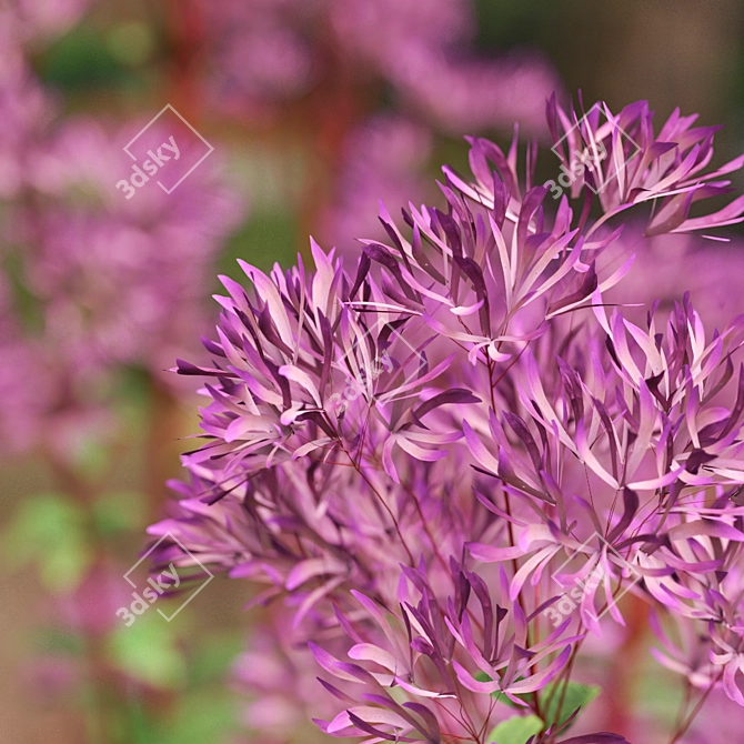 Joe Pye Weed Plants Set 3D model image 4