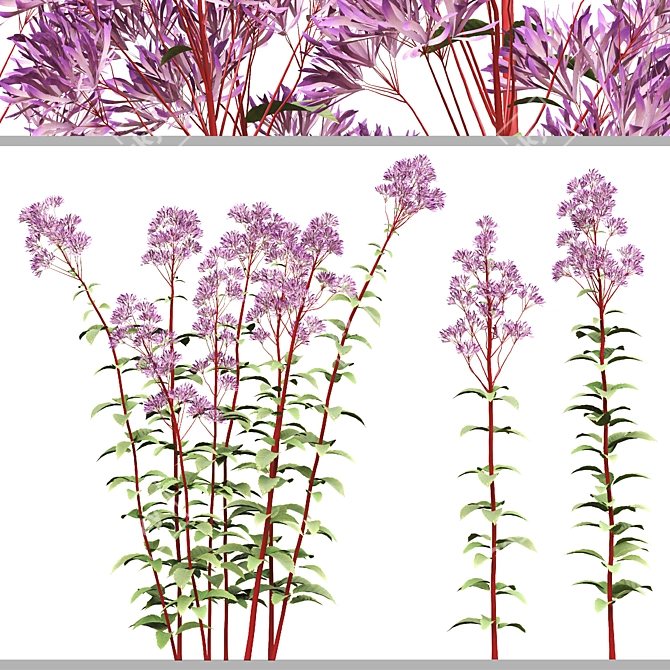 Joe Pye Weed Plants Set 3D model image 5