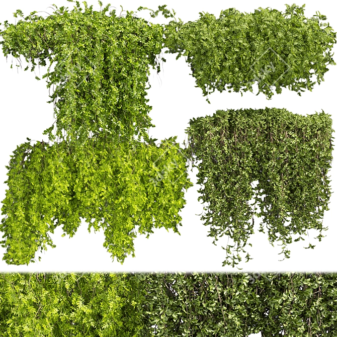  Bush Ivy Outdoor Plant 3D model image 1