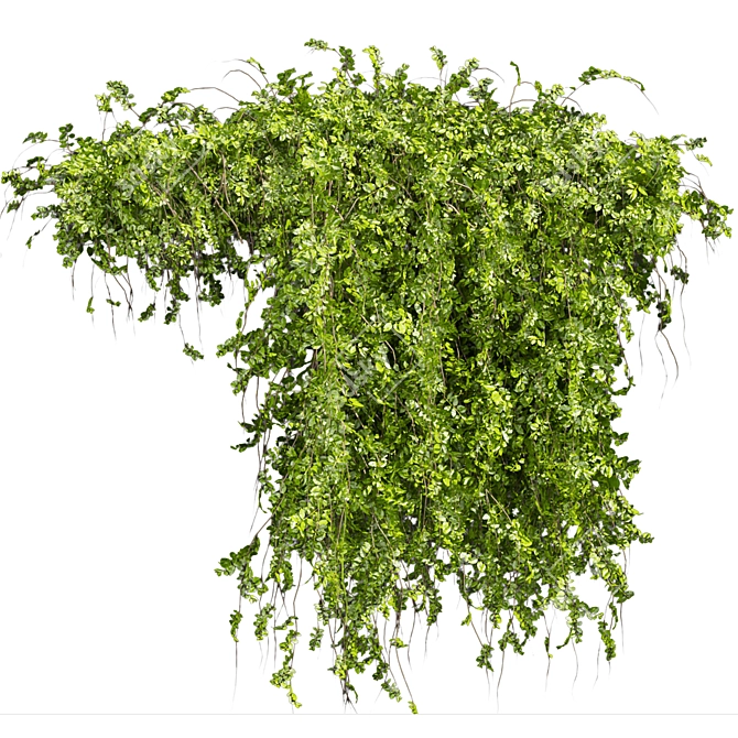  Bush Ivy Outdoor Plant 3D model image 2