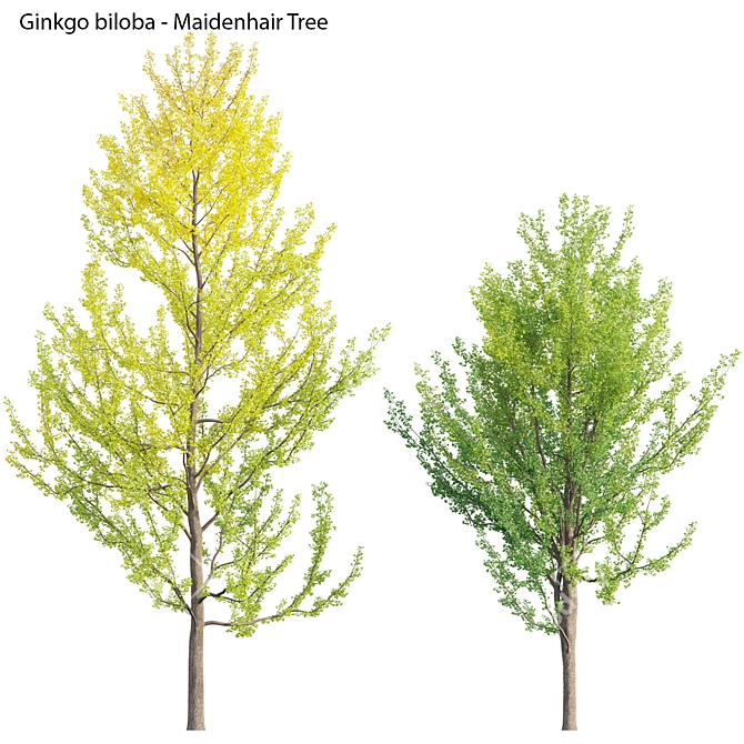 Versatile 3D Ginkgo Tree Models 3D model image 1