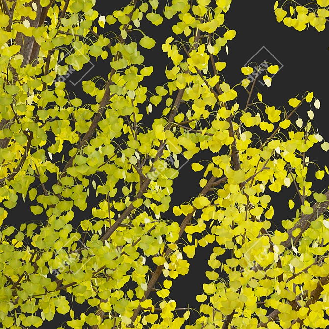 Versatile 3D Ginkgo Tree Models 3D model image 3