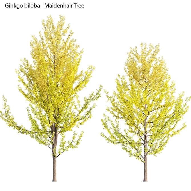 Versatile Ginkgo Tree 3D Models 3D model image 1