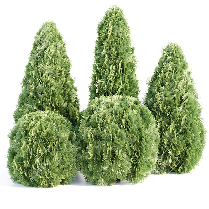 Emerald Thuja Tree 3D Model 3D model image 1