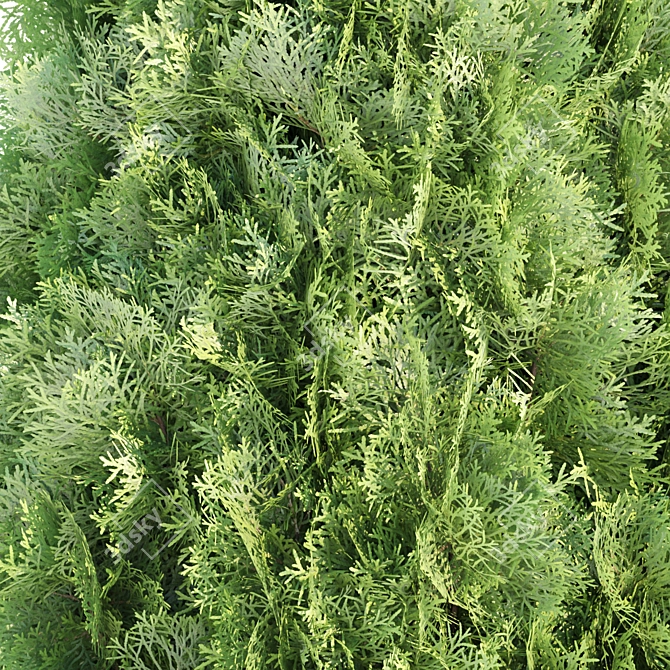 Emerald Thuja Tree 3D Model 3D model image 2