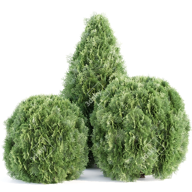 Emerald Thuja Tree 3D Model 3D model image 3