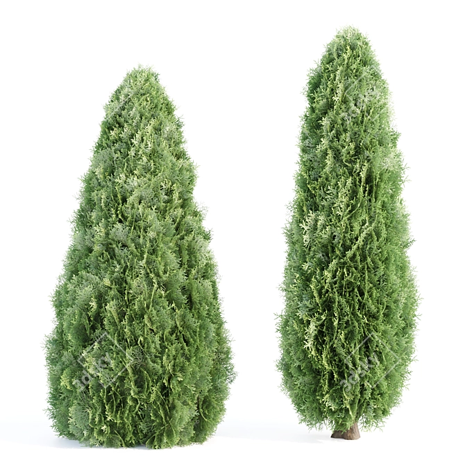 Emerald Thuja Tree 3D Model 3D model image 4