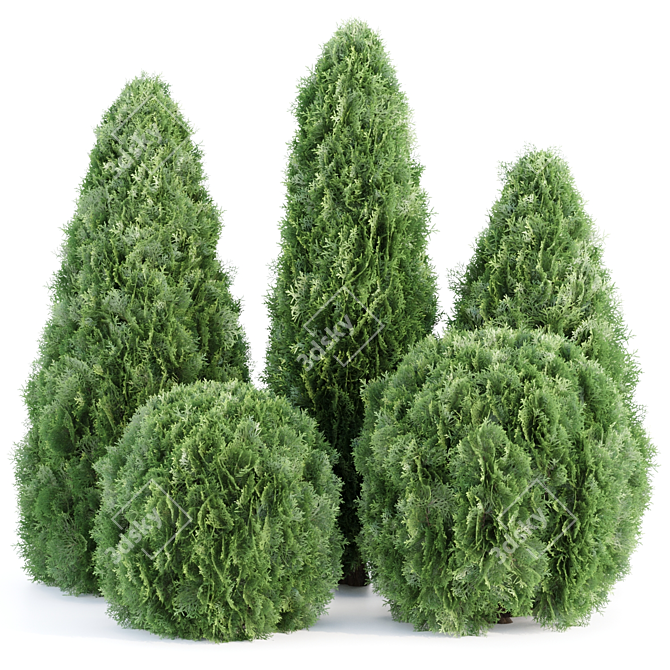 Emerald Thuja Tree 3D Model 3D model image 7