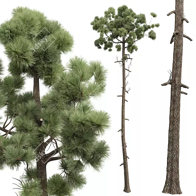 Engelmannii Apache Pine 3D Model 3D model image 2