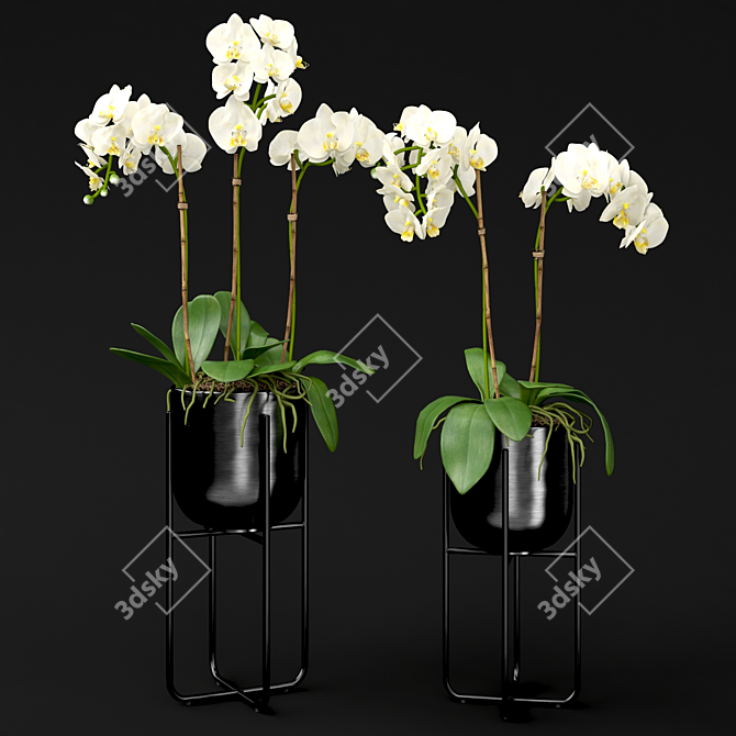 Orchid in Pot | V-Ray-Compatible 3D model image 2