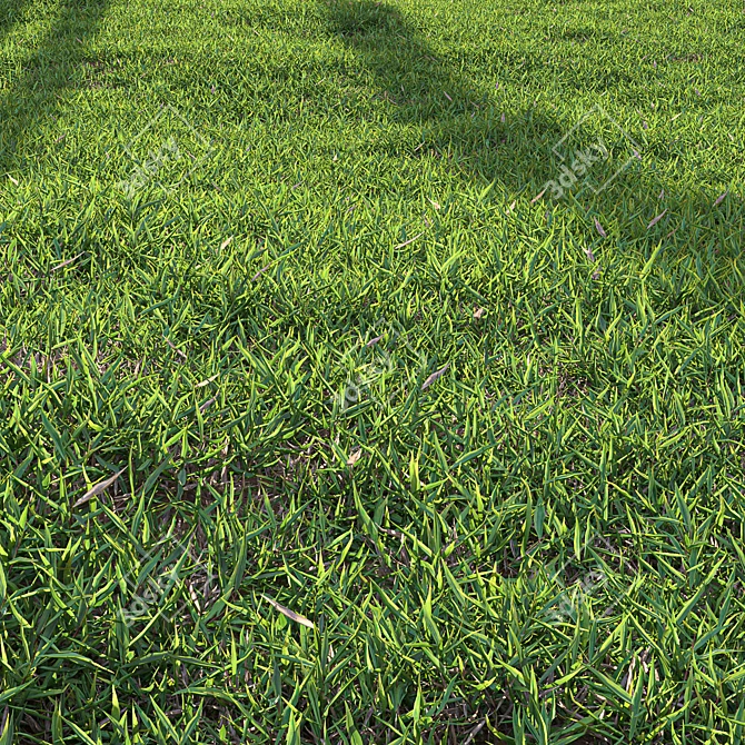 High-Quality Bermuda Grass Render Kit 3D model image 5