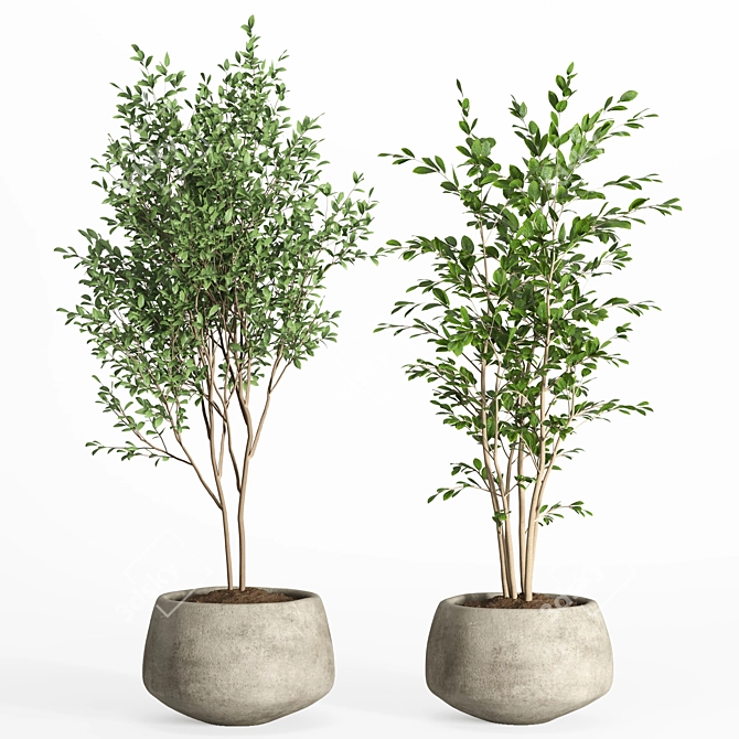 Modern Concrete Pot Indoor Plants 3D model image 2