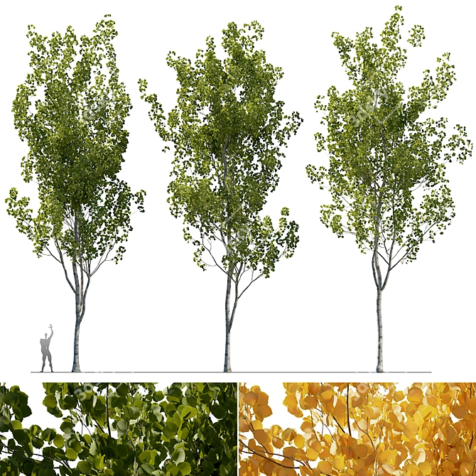  Aspen Trees 3D Models Collection 3D model image 1