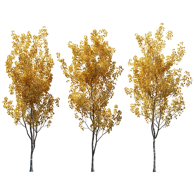  Aspen Trees 3D Models Collection 3D model image 2