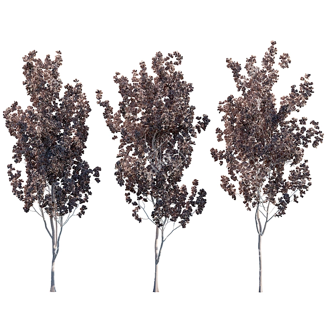  Aspen Trees 3D Models Collection 3D model image 6