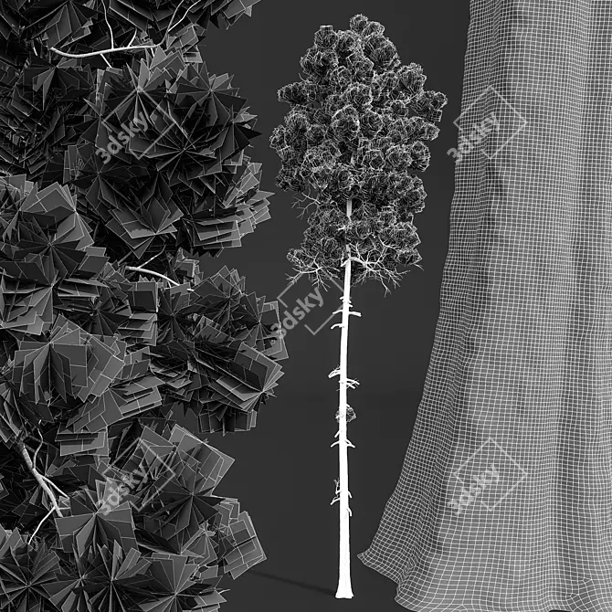 Southeastern Pinus Engelmannii 3D Model 3D model image 4