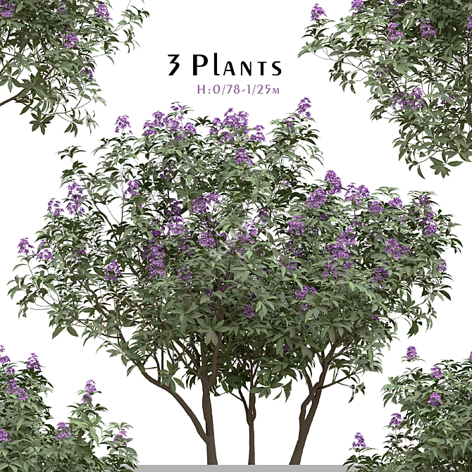 Rhododendron Ponticum Trio Live Plants 3D model image 5